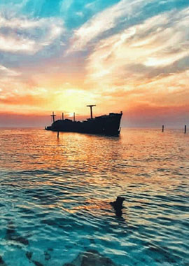 Bougainvilleas on Lombard Street,  San Francisco, Tokyo