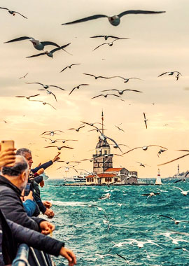 Bougainvilleas on Lombard Street,  San Francisco, Tokyo